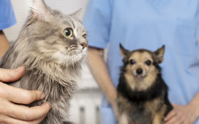 Consejos para una visita al veterinario con tu gato.