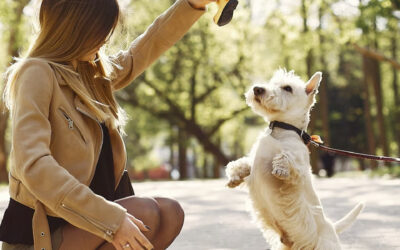 Paseos y Socialización: Claves para el Bienestar de Tu Perro