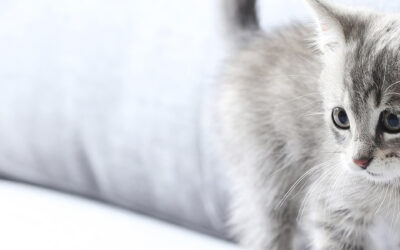 Tips para adoptar un gato cachorro y crecer con Agility Kitten