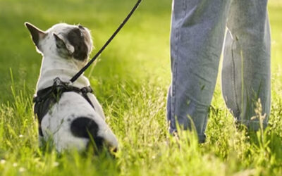 Disfrutá la primavera al aire libre: Tips para pasear con tu perro