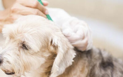 Pipetas para perros y gatos: una guía completa para el cuidado antiparasitario