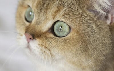 ¿Cómo ven los gatos? Descubre el mundo a través de sus ojos