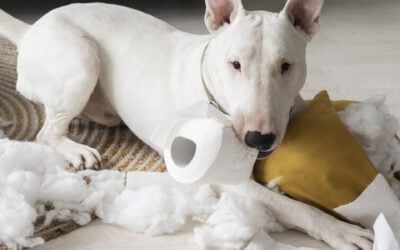 El Lenguaje de los perros: ¿Por qué rompen cosas?