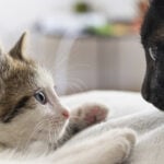 ¡Diversión asegurada! Los beneficios de un gatito cachorro para tu gato adulto.