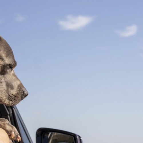 Va-can-ciones: Tips para llevar a tu perro