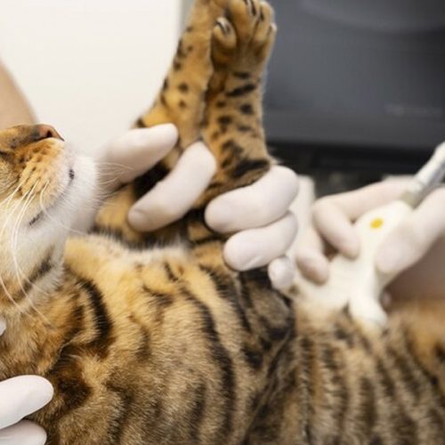 Castración del Gato: El Momento Ideal para su Salud y Bienestar