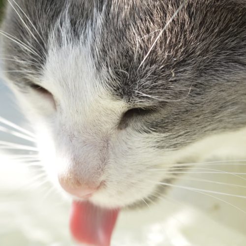 La importancia de que tu gato tome agua