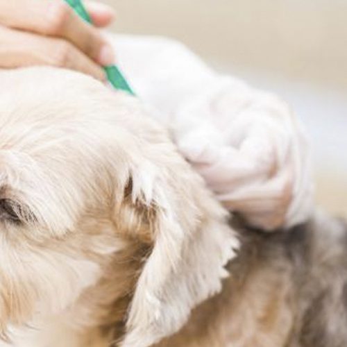 Pipetas para perros y gatos: una guía completa para el cuidado antiparasitario