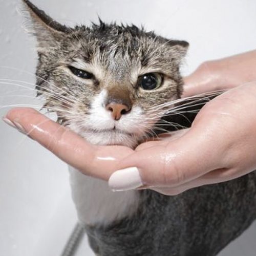 ¿Puedo Bañar a Mi Gato? Desmitificando una Práctica Común