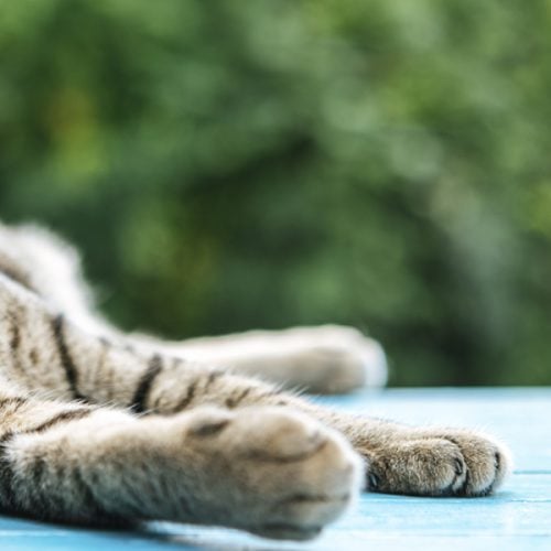 Mantené Fresco a tu gato: Consejos para Cuidarlo del Calor